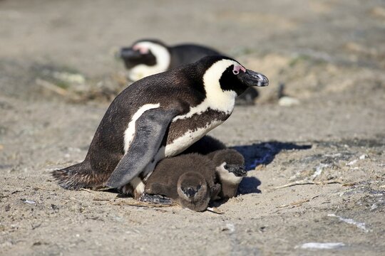 African Penguin (Spheniscus demersus), adult with young in the nest, Boulders Beach, Simon's Town, Western Cape, South Africa