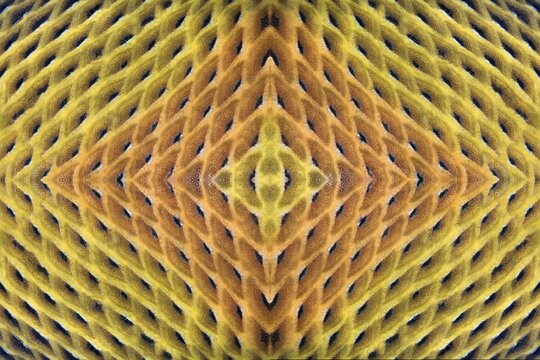PHOTOMONTAGE, scales of giant triggerfish (Balistoides viridescens), detail, graphic, Red Sea, Egypt