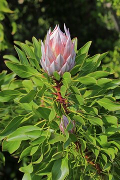 King Protea (Protea cynaroides), flower, flowering, bloom, Harold Porter National Botanical Garden, Betty's Bay, South Africa