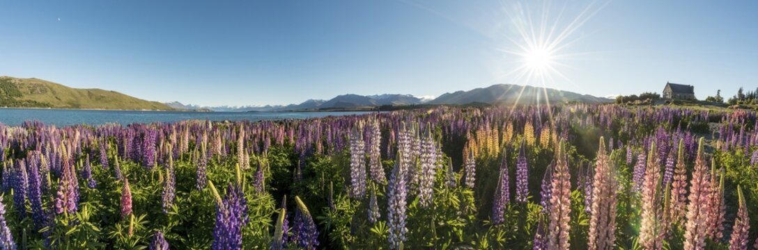 Sun shining through colorful Large-leaved lupines (Lupinus polyphyllus), sunstern, backlight, Church of the Good Shepherd, Lake Tekapo, Canterbury Region, Southland, New Zealand
