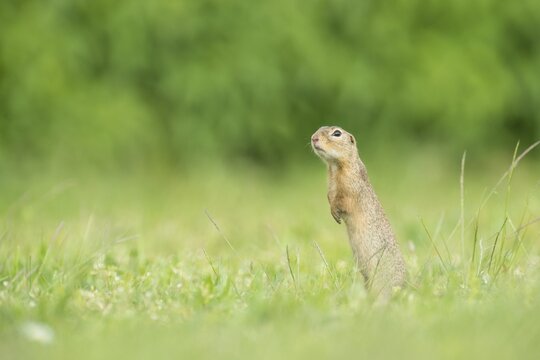 European ground squirrel (Spermophilus citellus), National Park Lake Neusiedl, Burgenland, Austria