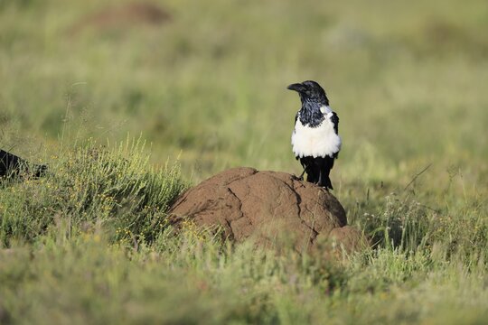 Shield raven (Corvus albus), adult, on termite mound, alert, Mountain Zebra National Park, South Africa