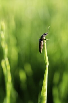 Click beetle ( Elateridae) on a blade of grass, Perlacher Forst, Upper Bavaria, Bavaria, Germany