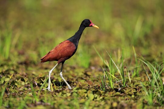 Wattled jacana (Jacana jacana), adult foraging, Pantanal, Mato Grosso, Brazil