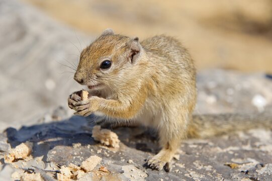 Smith's Bush Squirrel (Paraxerus cepapi) near the Moringa waterhole in Halali, Etosha National Park, Namibia, Africa