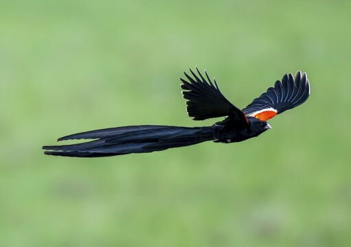 Long-tailed widowbird (Euplectes progne) in flight, South Africa