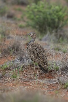 Red-crested Bustard (Lophotis ruficrista), adult, foraging, vigilant, Mokala National Park, South Africa