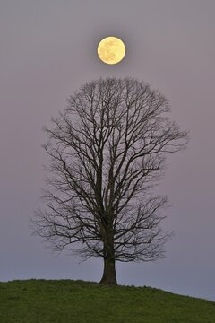 Solitaire tree, Linden tree (Tilia), on moraine hills at full moon, Canton Zurich, Switzerland