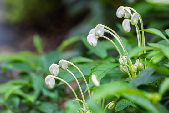Close-up of buds flower of Rotheca microphylla against green blurred background. Other names for the flower: Musical Notes, Witch's Tongue, Morning Kiss. Selective focus, blurred foreground