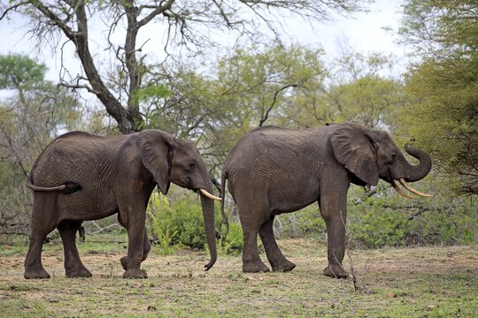 African elephants (Loxodonta africana), two animals in a row, Kruger National Park, South Africa
