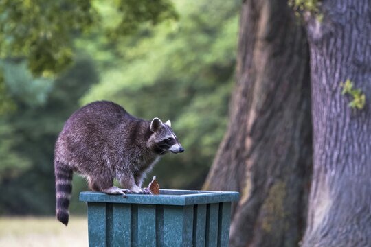 Raccoon (Procyon lotor) on litter bin in park, Hesse, Germany