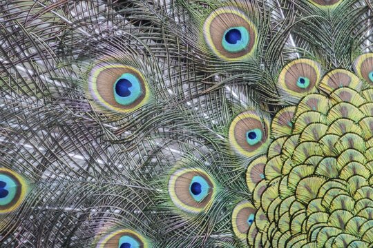 Indian Peafowl or Blue Peafowl (Pavo cristatus), plumage detail, Slovakia