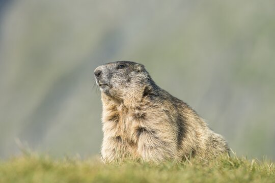 Alpine marmot (Marmota marmota), High Tauern National Park, Carinthia, Austria