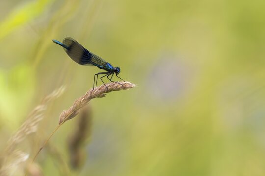 Banded demoiselle (calopteryx splendens), male on rough meadow-grass (Poa trivialis), Hesse, Germany