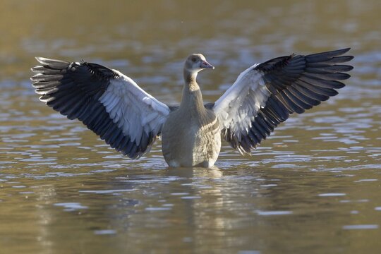 Egyptian Goose (Alopochen aegyptiacus) spreading its wings, North Hesse, Hesse, Germany