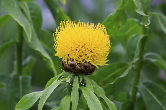 Globe knapweed (Centaurea macrocephala), yellow blossom, Germany