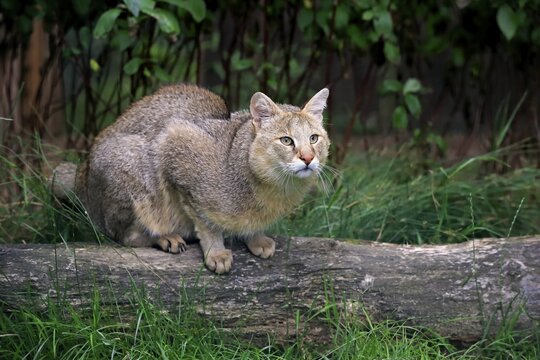 Jungle Cat (Felis chaus), adult, native to Asia, captive, England, United Kingdom
