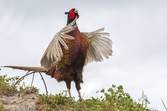 Common Pheasant (Phasianus colchicus), flutter jump, Texel, West Frisian Islands, North Holland, Holland, The Netherlands