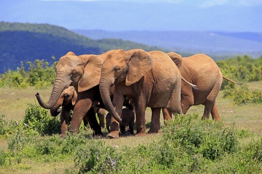 African Elephants (Loxodonta africana), herd, Addo Elephant National Park, Eastern Cape, South Africa