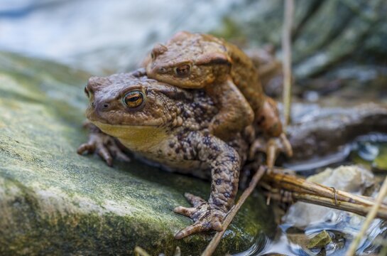 Common toads (Bufo bufo), mating at water, Stallauer Weiher, Bavaria, Germany