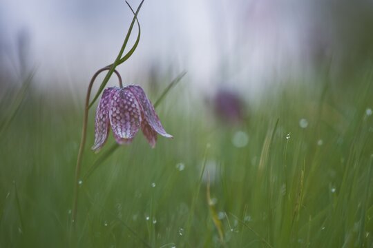 Snake's head fritillary (Fritillaria meleagris), Lower Saxony, Germany