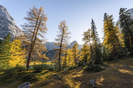 Autumn colouring, yellow larches at Seebensee, in the back Sonnenspitze, Ehrwald, Mieminger Kette, Tyrol, Austria