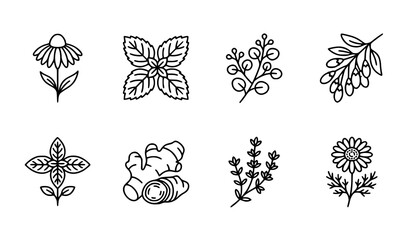 Thin line medicinal plant icons vector set with herbal elements and editable strokes isolated on white background © Mithun