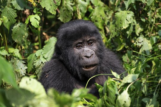 Mountain gorilla (Gorilla berengei berengei), Bwindi Impenetrable National Park, Uganda