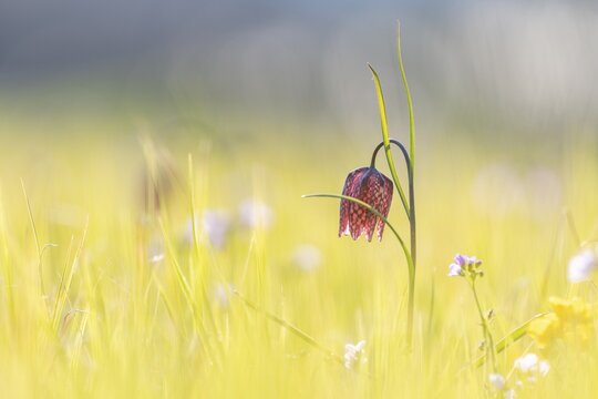 Chess flower, also known as checkerboard flower (Fritillaria meleagris) in a wet meadow, Doubs nature park Park, Les Brenets, Canton Neuch&acirc;tel, Switzerland