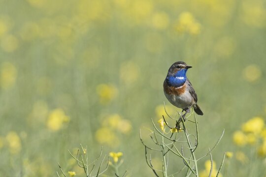 Bluethroat (Luscinia svecica), in a rape field, Emsland, Lower Saxony, Germany