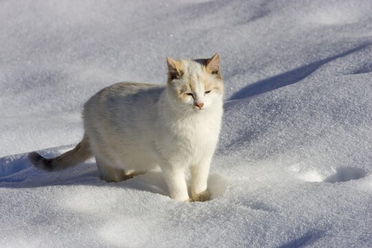 Cat walking through the snow, Ramsau, Styria, Austria, Europe