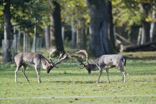 Fallow deer (Dama dama), fighting, Lower Saxony, Germany
