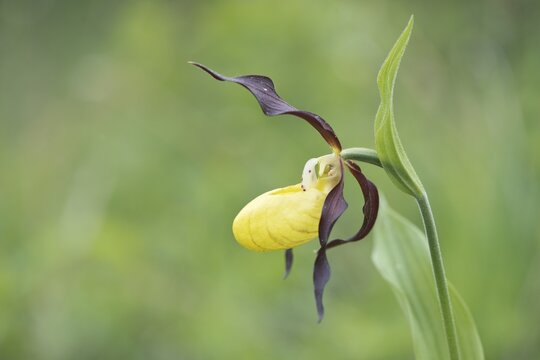 Lady's Slipper Orchid (Cypripedium calceolus), Rothenstein, Thuringia, Germany