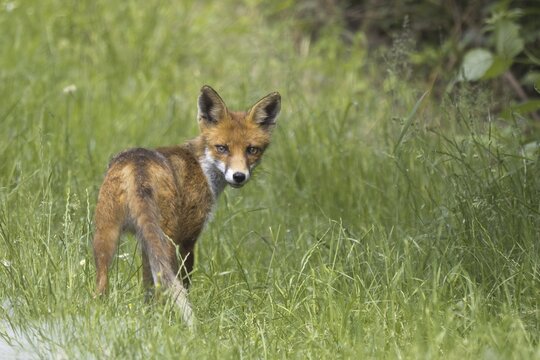Red fox (Vulpes vulpes) in a meadow, Hesse, Germany