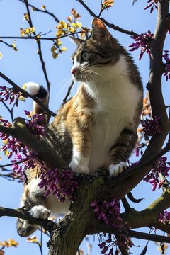 Cat (Felis catus), European shorthair, cat, tricolour, tortoiseshell cat, climbing Judas tree (Cercis siliquastrum) Judas Tree, Baden-W&uuml;rttemberg, Germany