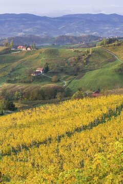Autumnal vineyards and farmhouses in the morning light, Ratsch an der Weinstra&szlig;e, Styria, Austria