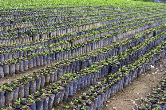 Seedlings for coffee cultivation, Orosi, Cartago, Costa Rica