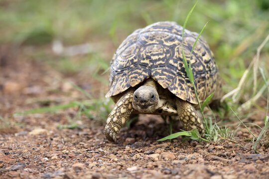 Panther tortoise (Testudo pardalis), adult, running, foraging, Pilanesberg National Park, North West Province, South Africa