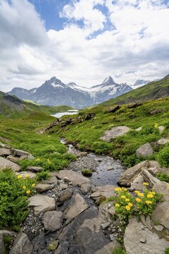Mountain stream with flowers, mountain landscape with Bachalpsee mountain lake, Mittelhorn and Schreckhorn peaks with upper Grindelwald glacier, Bernese Alps, Bernese Oberland, Switzerland