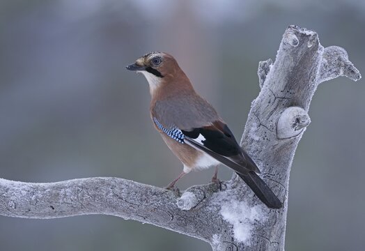 Eurasian jay (Garrulus glandarius), Kuusamo, Finland