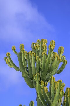 Candelabra cactus, Las Manchas, Las Manchas, La Palma, Spain