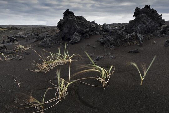Grasses blown by the wind, black sand, piled up lava, Reykjanesskagi, Southern Peninsula or Reykjanes, Iceland