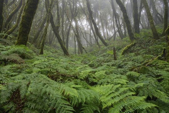 Laurel Forest, Epina, La Gomera, Spain