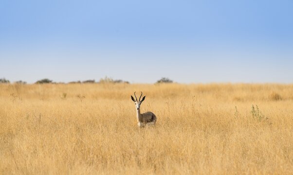 Springbok (Antidorcas marsupialis), Etosha National Park, Namibia