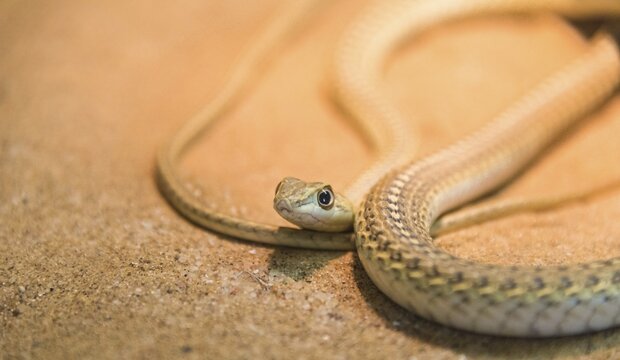 Namib Sand Snake (Psammophis namibensis), Living Desert Snake Park, Walvis Bay, Namibia