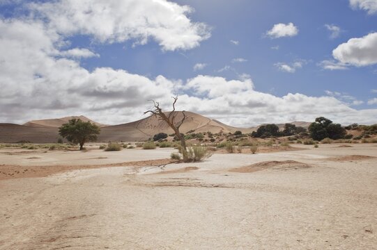 Pan of the Sossusvlei in the Namib Desert, Namibia, Africa