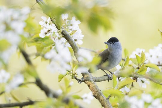 A blackcap (Sylvia atricapilla) sitting on a branch, surrounded by white flowers and fresh greenery in the spring light, Hesse, Germany