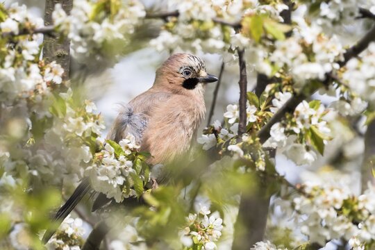 Eurasian jay (Garrulus glandarius) sitting on branch of a flowering cherry tree, Hesse, Germany