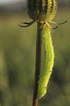 Geometer moth-caterpillar (Geometridae), Hesse, Germany