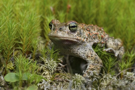 Natterjack toad (Bufo calamita), Emsland, Lower Saxony, Germany